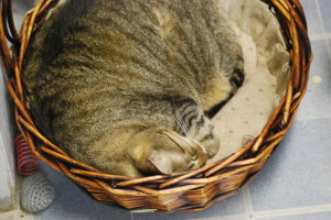 A cat from sleeping in a wicker basket at the Touched By A Paw cat shelter.  Vesna Brajkovic photos/ BrajkoviVA04@uww.edu
