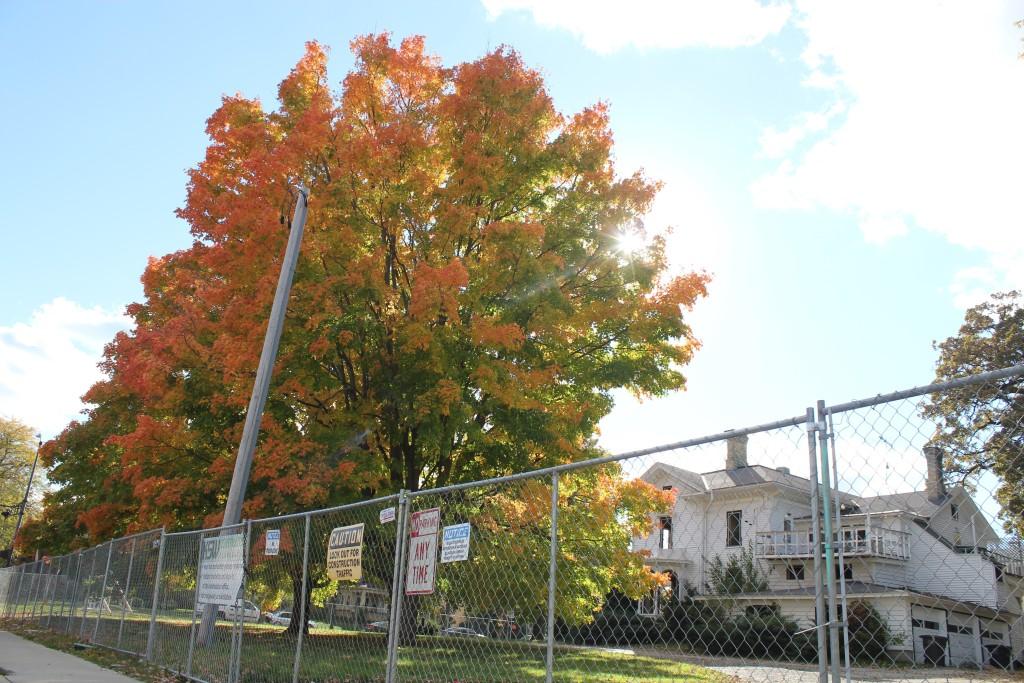 Two maple trees on the property of the old Olsen Funeral Home stand on Oct. 16 before being cut down days later to make way for the Campus Edge Apartments development. 