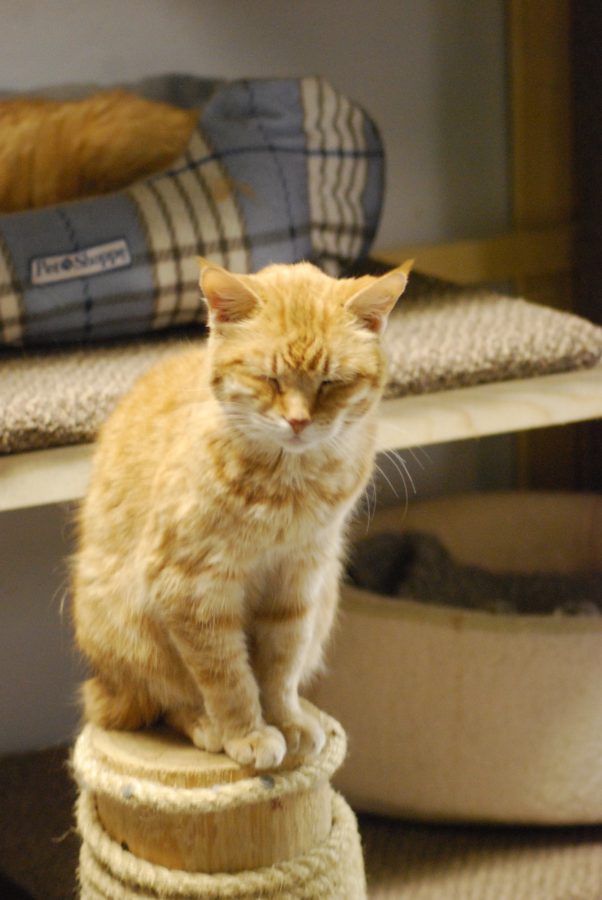 Ginger, an orange cat known as the Touched By A Paw mascot – as she’s been there for 16 years – purrs as she sits on a scratching post.
Vesna Brajkovic photo/ BrajkoviVA04@uww.edu