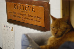 The Great Gatsby, also known as the The Great Catsby, takes a catnap at the Touched By A Paw cat shelter.  Vesna Brajkovic photo/ BrajkoviVA04@uww.edu