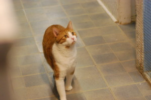 Cadbury spots a laser pointer at the Touched By A Paw no-kill cat rescue and shelter in downtown Whitewater.  Vesna Brajkovic photos/ BrajkoviVA04@uww.edu