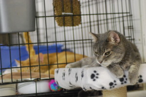 Little Girl, a very vocal cat, perched on the top a cat tower at the Touched By A Paw cat shelter. 