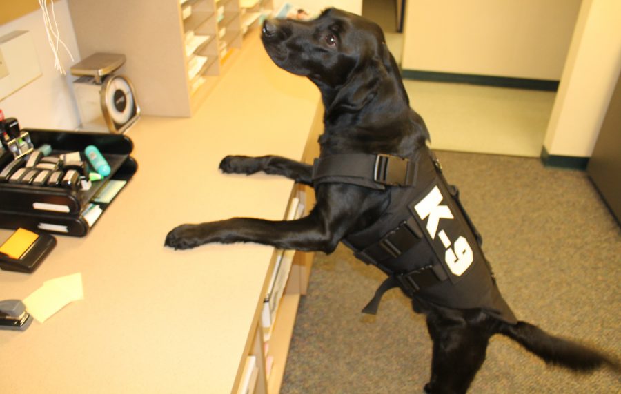 K-9 Officer Boomer wearing the ballistic vest granted to the Whitewater PD.