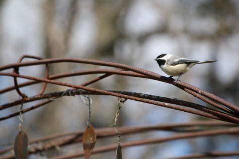 Facilities plea for bird seed