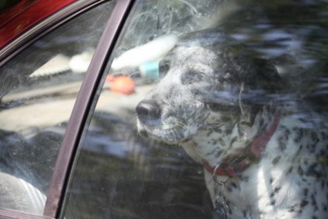‘Right to Rescue’ bill lacks protections