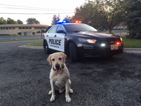 Whitewater Police Dog