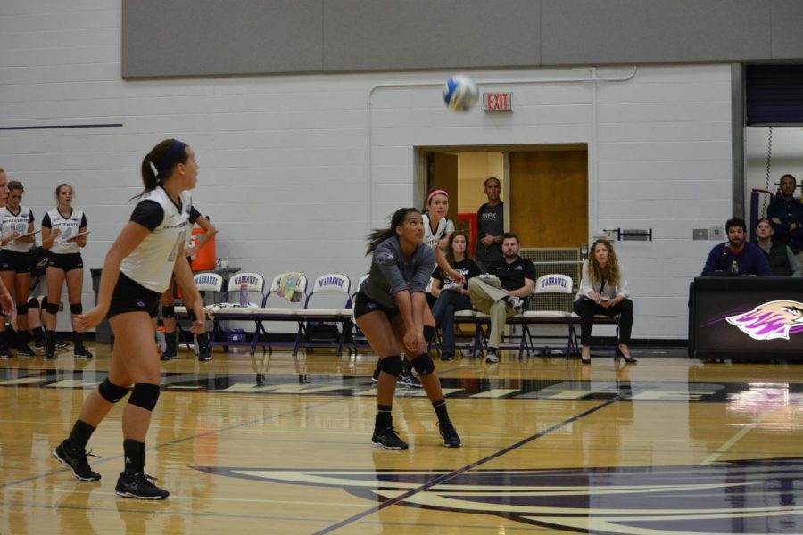 A Warhawks womens volleyball player positions to bump the ball back over the net during a home game. 