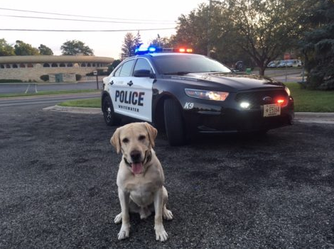  3-year-old Ruso, the City of Whitewater’s former police dog died of kidney problems in July after 14 months of service. 