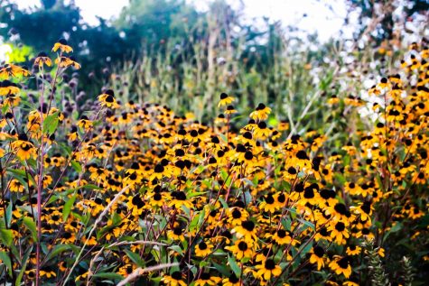 UW-Whitewater Campus Garden blooms