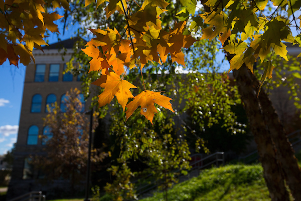 Maple leaves catch the afternoon sun outside Hyer Hall on the UW-Whitewater campus on Tuesday, Oct. 23, 2018. (UW-Whitewater photo/Craig Schreiner)