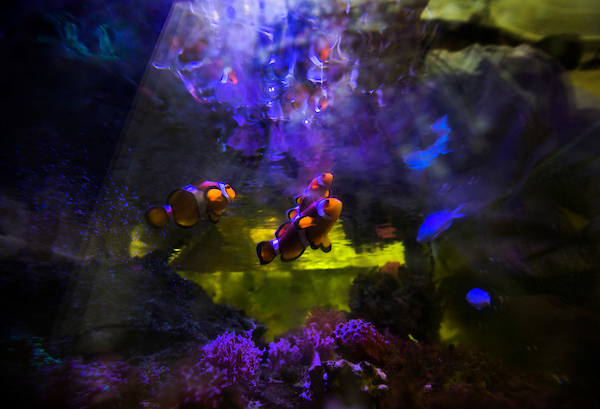Clownfish appear to examine their reflection in the water surface in an aquarium in the biology lab of assistant professor Stephen Levas at Upham Hall on the UW-Whitewater campus on Friday, Jan. 10, 2020.  