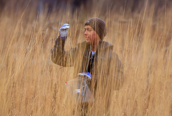 UW-Whitewater senior Matt Oliva harvests seed on the universitys prairie restoration site on Friday, November 14, 2014.  Volunteers in the fall help perpetuate the prairie by harvesting and seeding sections for next year.  On Friday, about 20 students from the American Marketing Association and Beta Alpha Psi accounting organizations donated their time.  Oliva is an AMA member.  (UW-Whitewater photo/Craig Schreiner)