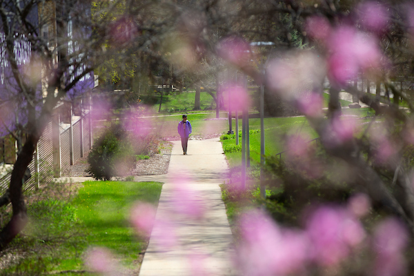 A sidewalk along the Main Street side of Andersen Library, through magnolia blossoms, on April 23, 2019.  (UW-Whitewater photo/Craig Schreiner)