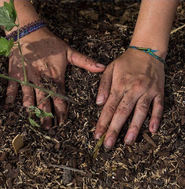 Growing Trees for the Earth to make a difference with the help of from UWW sustainability (Photo from UWW Sustainability Instagram page)