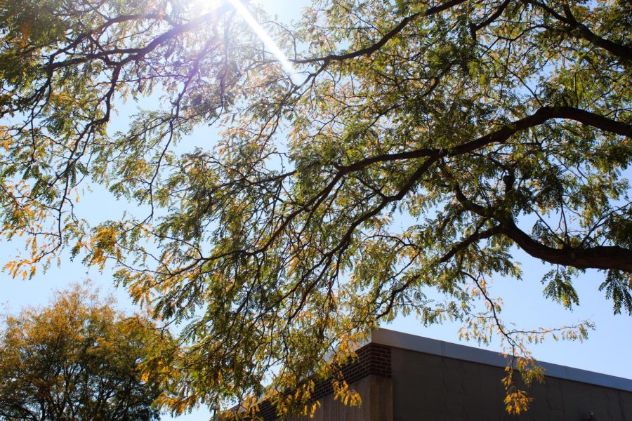 This tree with peeks of orange and yellow starting to show through is by Premier Bank in downtown Whitewater. 