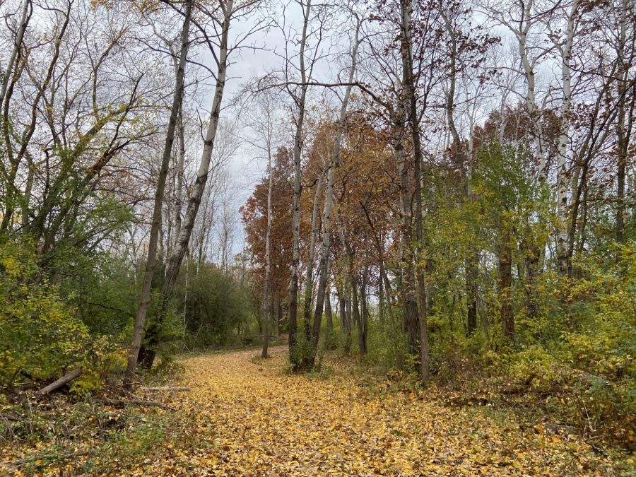 The foliage lays on the forest ground of the Whitewater Nature Preserve near Schwager Drive Wednesday, Nov. 11, 2021.