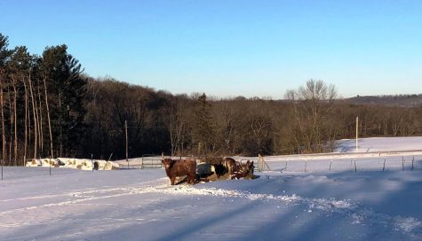 Chris Hardie’s barnyard animals gather at the feeder on a morning when the temperatures were minus 20. (Chris Hardie photo)