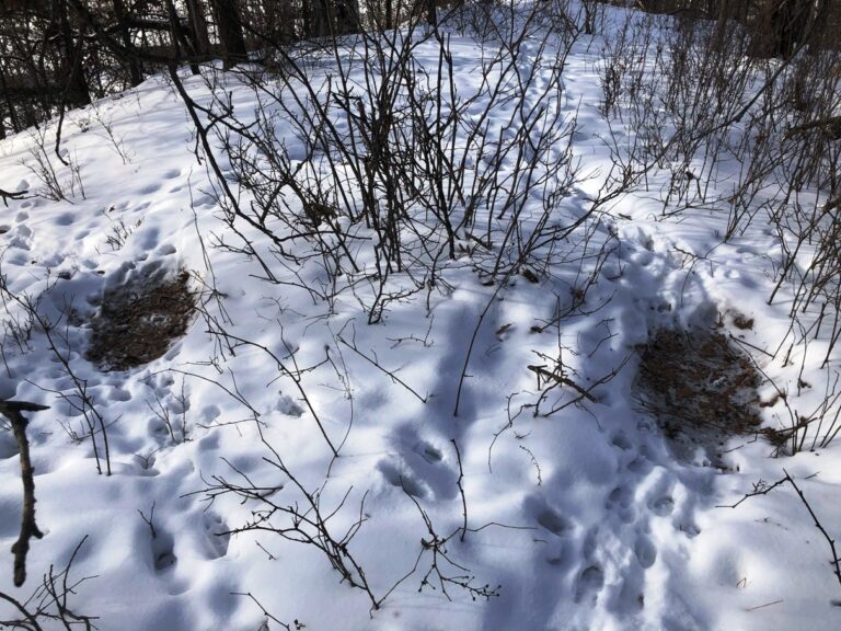 Two bare spots in the snow indicate deer beds in the woods. Deer can bed down for hours or even days if the conditions warrant. (Chris Hardie photo)
