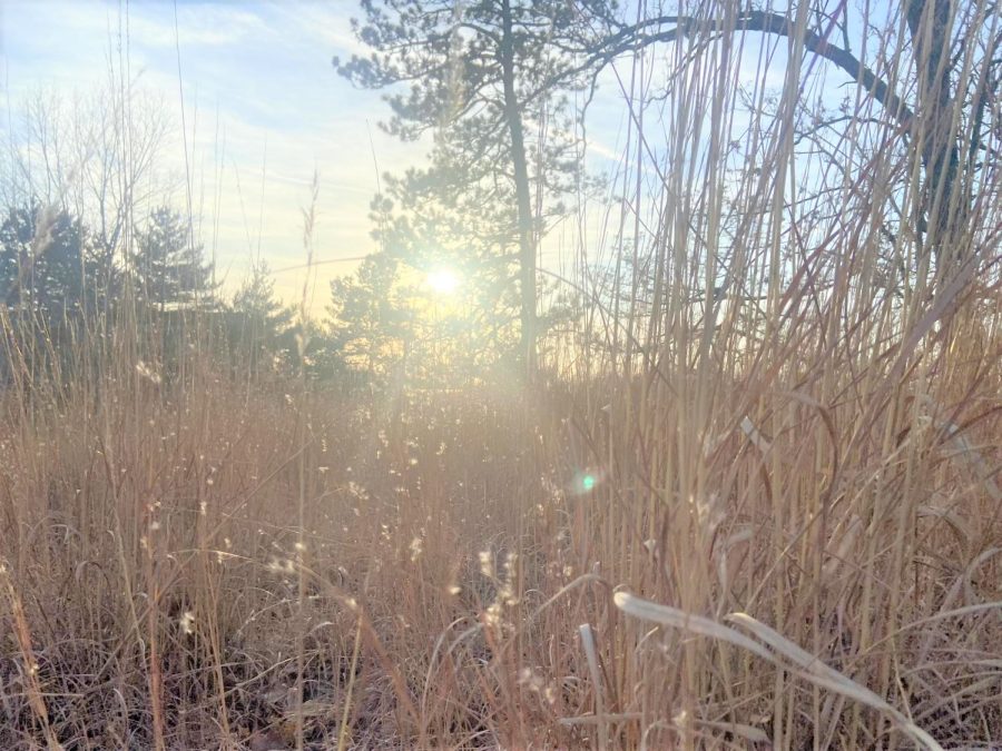 The sun shines through the reeds between the James R Connor University Center and the Greenhill Center of the Arts, Wednesday, March 16, 2022.