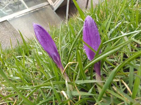 First flowers of spring are blooming at UW-Whitewater Apr. 6 2022.