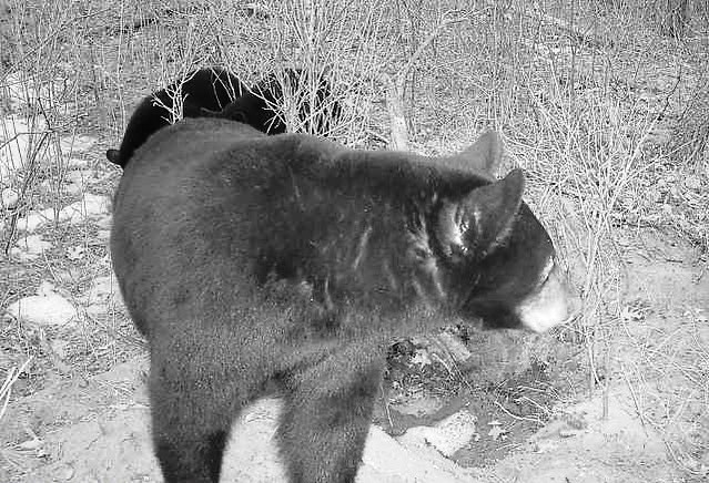 This+bear+sow+and+her+two+yearling+cubs+came+out+of+hibernation+near+Black+River+Falls+in+good+shape.%C2%A0%28Photo+courtesy+of+Bill+Quakenbush.%29