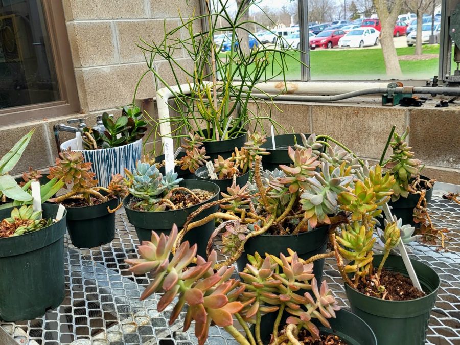  A variety of succulents waiting to be bought at the Upham greenhouse.

