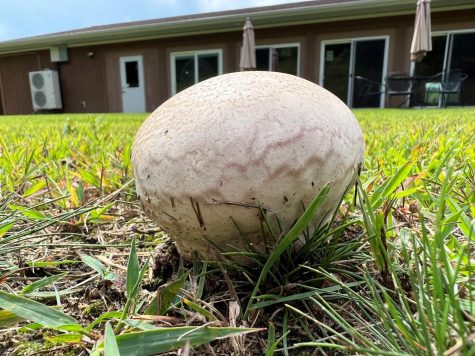 Giant puffballs are common in the late summer and fall. They turn brown as the spores start to dry. 