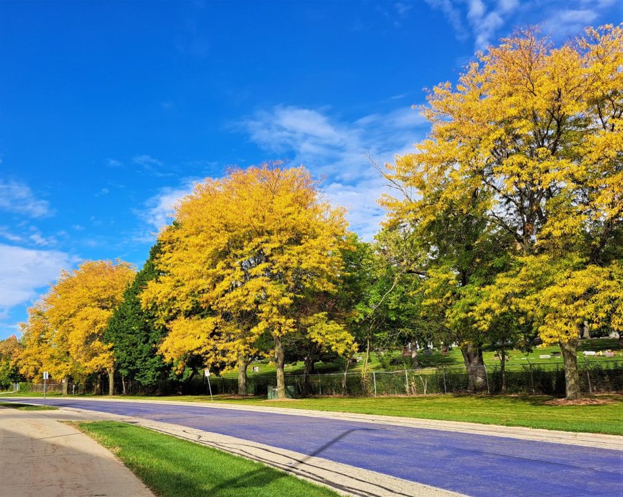 Beautiful yellow leaf color trees are seen here along UW-Whitewater’s Warhawk Drive Oct. 5 2022.

