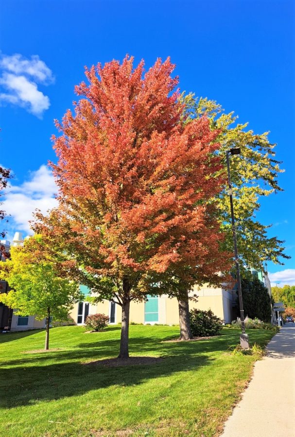 A fall colored tree is seen here on UW-Whitewater campus near Upham Hall Oct. 8 2022.