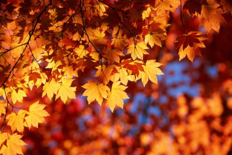 The thriving of autumn traditions
