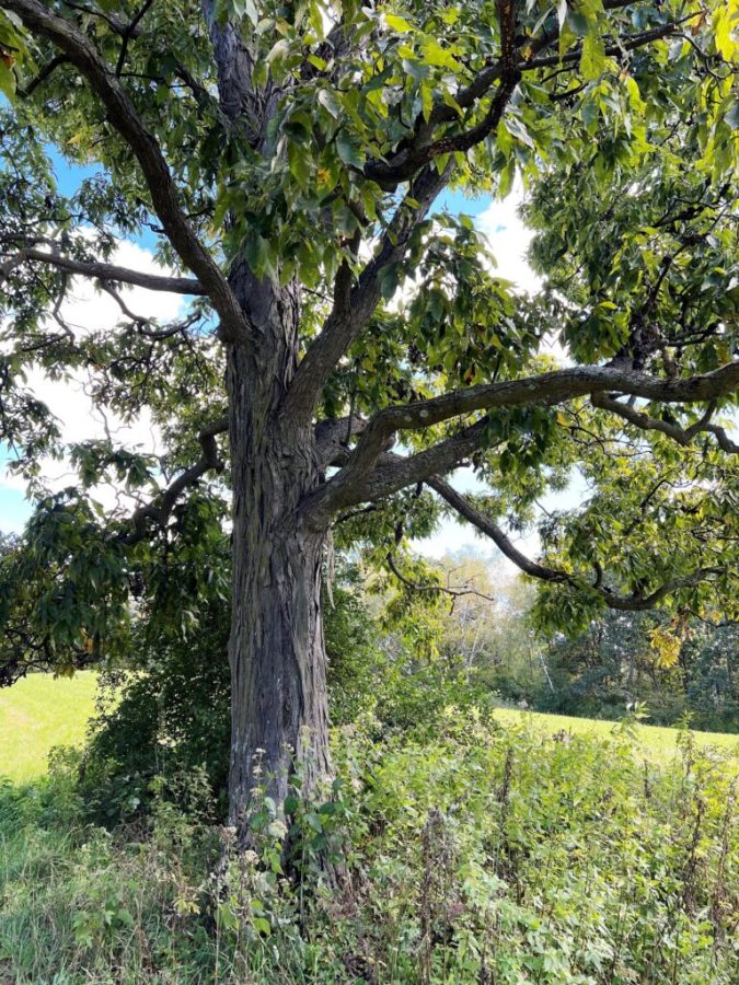 Hickory tree tells story