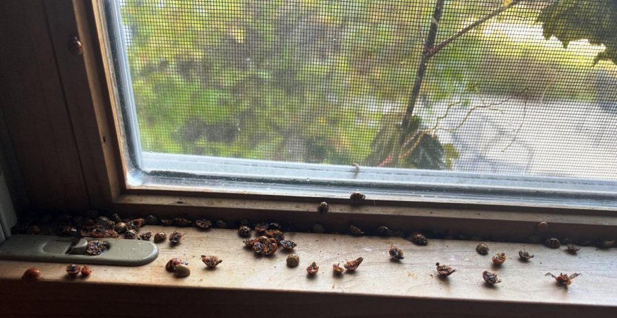 Beetles come into contact with spray and then die in the window sill. 
