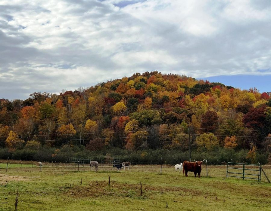 Chris Hardie’s livestock were included in the 2022 Census of the Agriculture.
