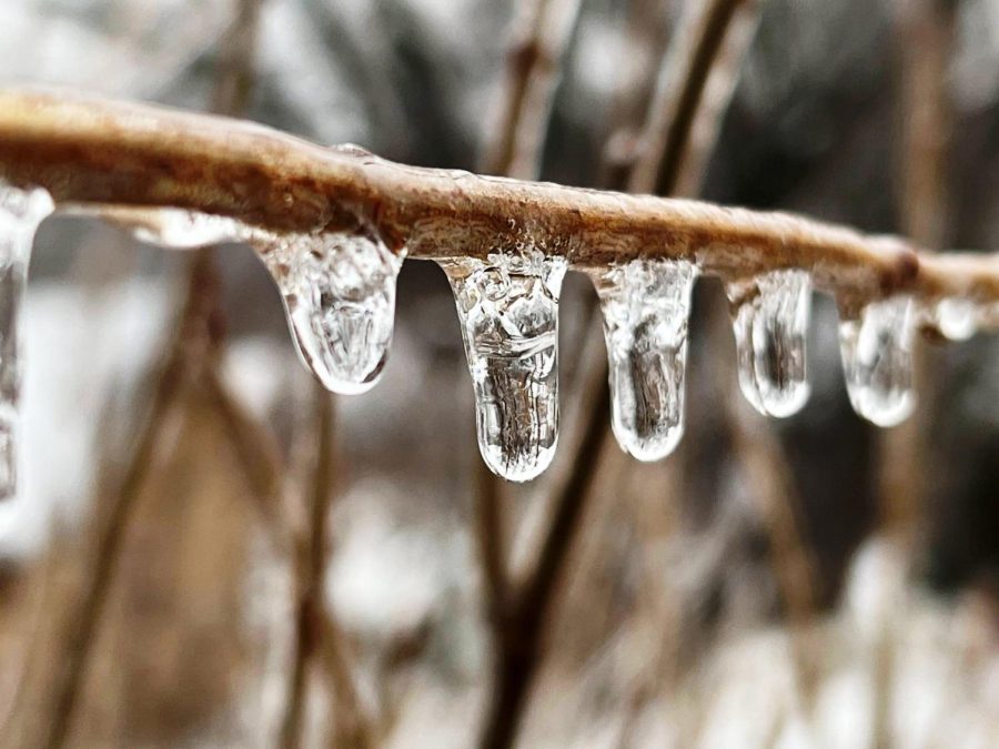 Icicles form on a bush.
