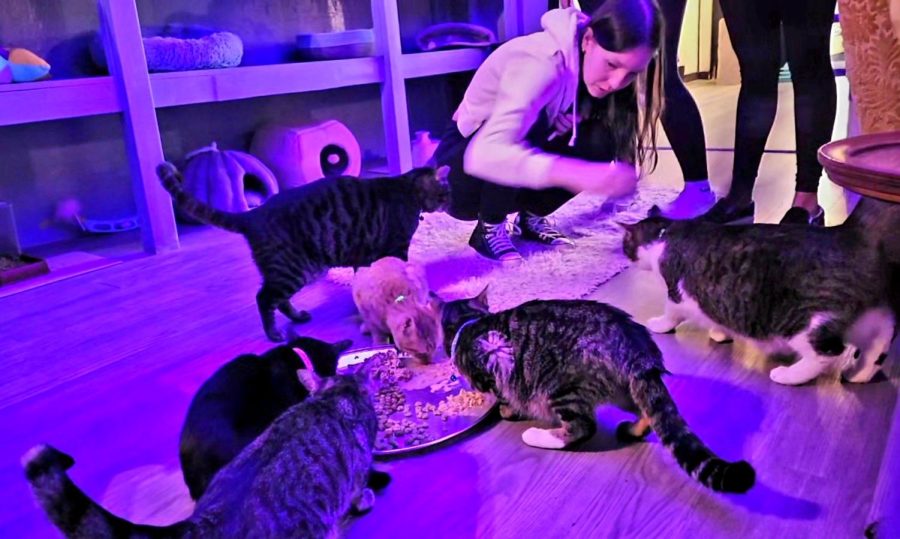 There are a variety of trendy spots in Whitewater, such as the Barista Cat café, where residents frequent often to give and get attention from cats and kittens. 
