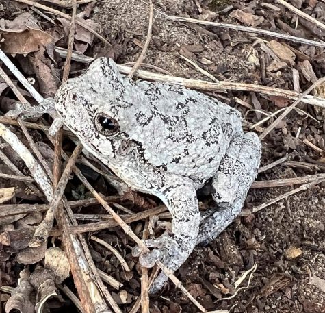 This gray tree frog recently emerged from hibernation on Chris Hardie’s farm.
