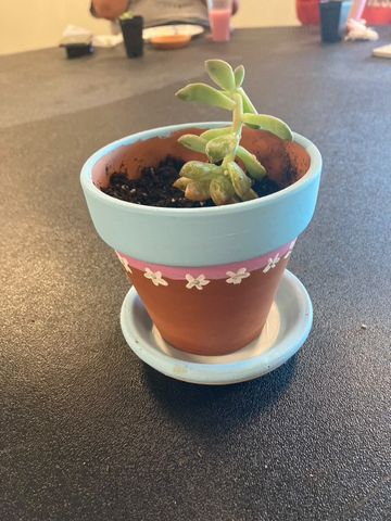 Latinos Unidos and the Sustainability Office worked together to create an plant pot making event that was both informative and fun to explain all about plant diversity in Latin America. (photos by Katie Zee)