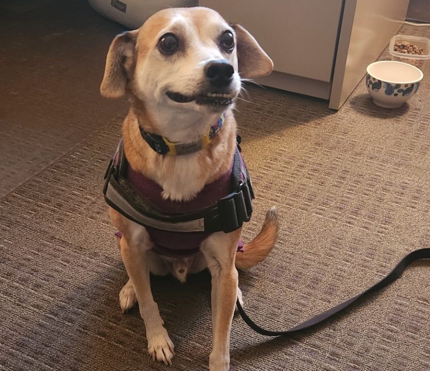 Romi the service dog sits for the camera, November 28th 2024.