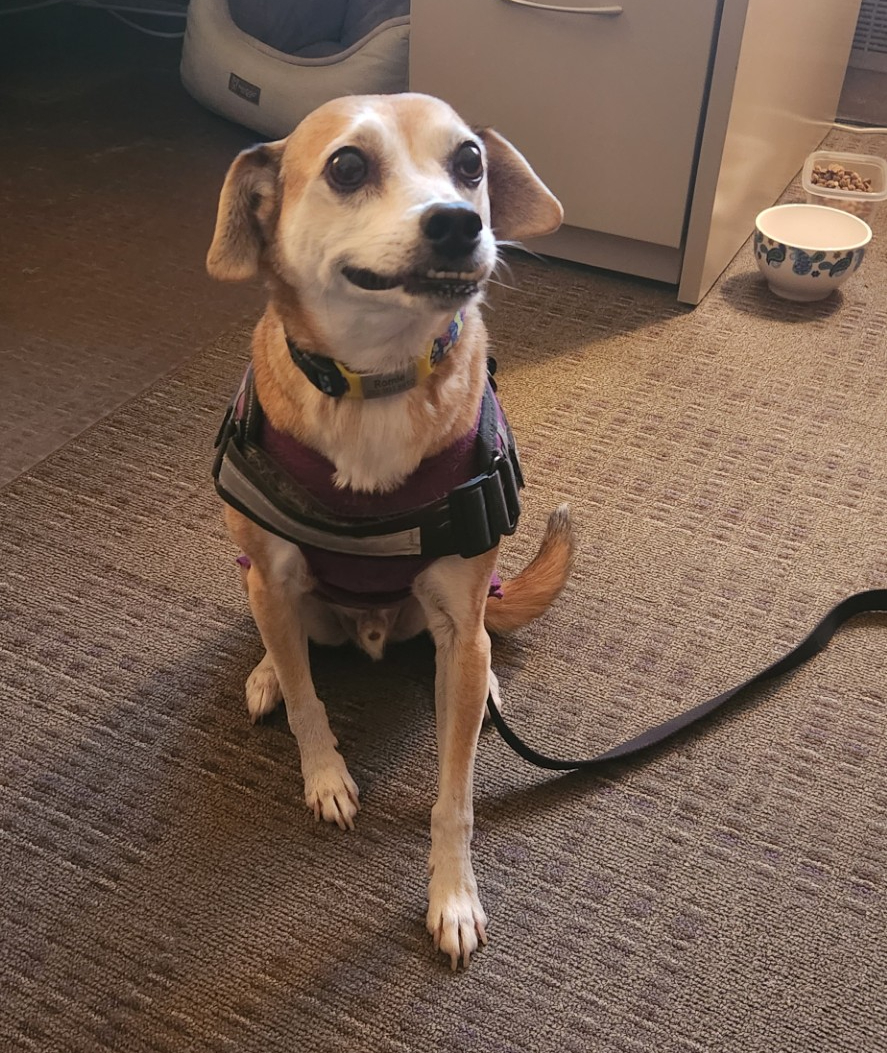 Romi the service dog sits for the camera, November 28th 2024.