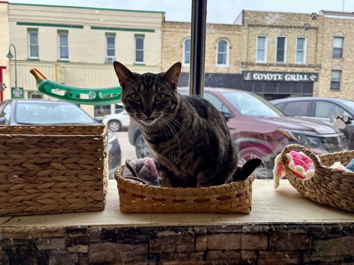 A cat from BaristaCats Café & Sanctuary for Wayward Cats posing for the camera. 