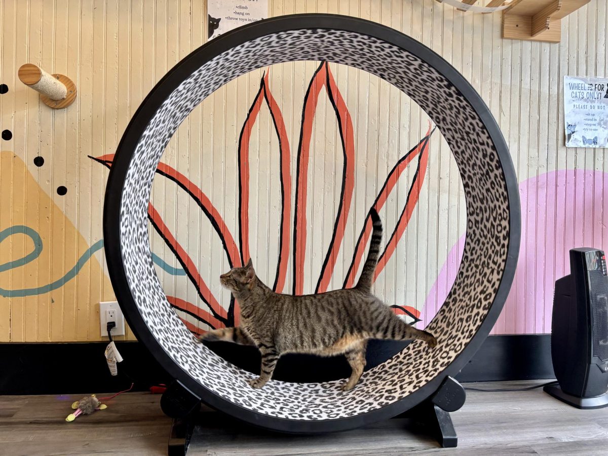 A cat from the Cat Cafe playing on a wheel.