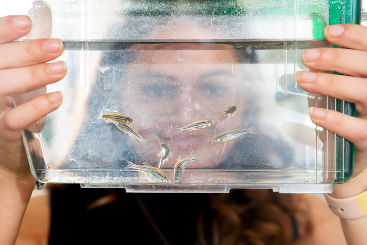 UW-Eau Claire students are conducting research about human brain development through the study of zebrafish under the guidance of Dr. Bradley Carter, associate professor of biology and instructor of courses in the neuroscience program. (Photo credit: UW-Eau Claire)