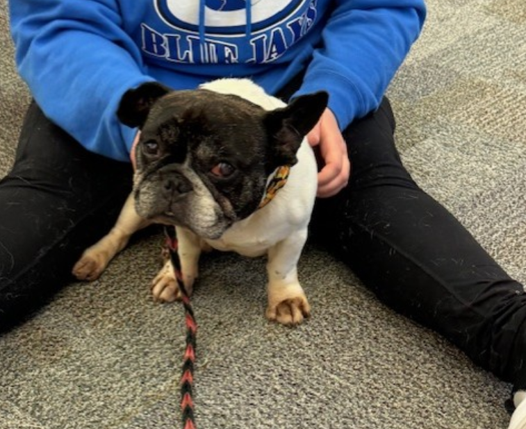 Chaos getting snuggles from a student. (Deb)