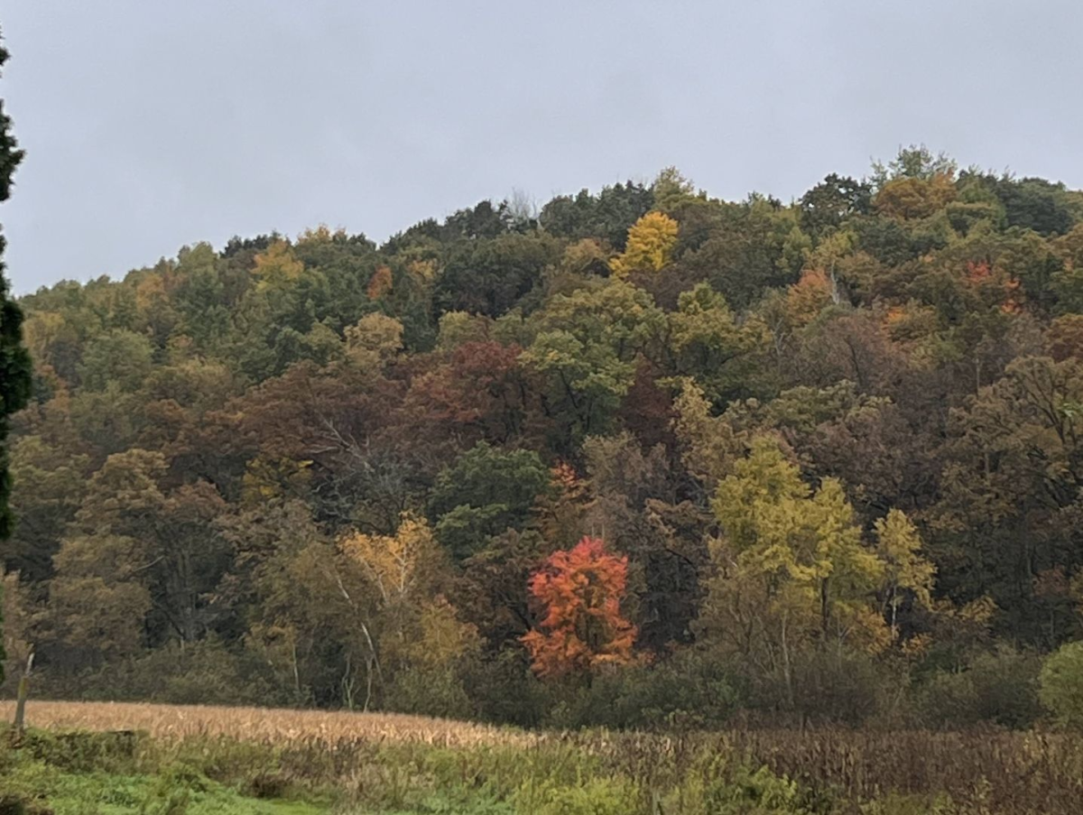 Fall colors so far this year have been muted.