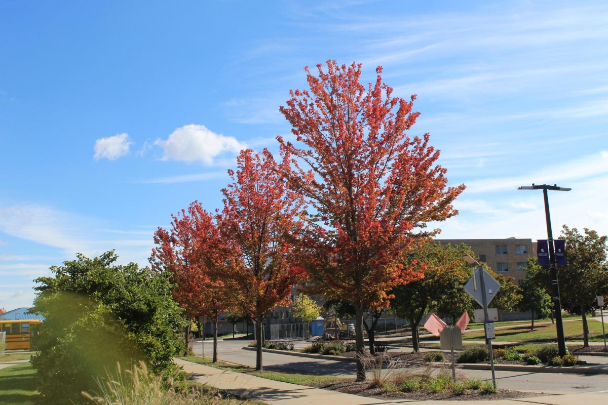 Trees lining the center of Starin Road shine a brilliant red, October 17, 2025.