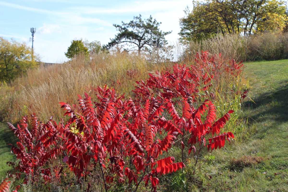 The little shrubs glow in a vibrant red on the path of the University Center. 
