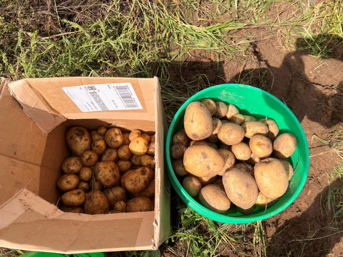 Potatoes dug up by Chris Hardie after fighting through the weeds.