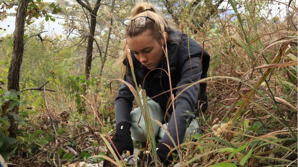 Students in Jaspreet Kaur’s Conservation Biology course got their hands dirty this fall, working with community partners to restore sections of critical prairie habitat in and around La Crosse. The partnership was part of UWL's Community Engaged Learning program. (UW-La Crosse)